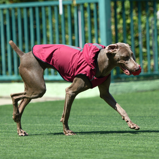 Two-Foot Hooded Waterproof Dog Raincoat
